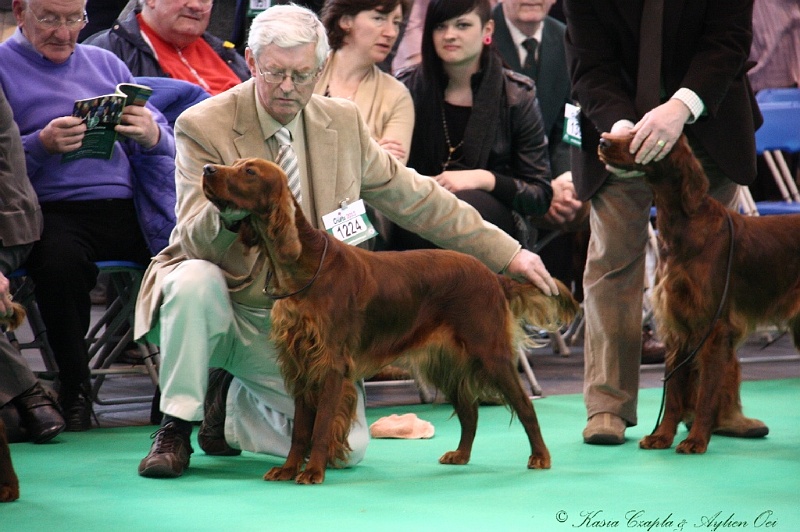 Crufts2011 246.jpg